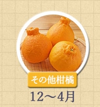 その他柑橘 12月〜4月
