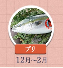 ブリ 12月～2月