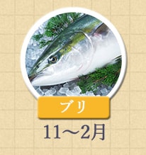 ブリ 11月〜2月