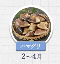 ハマグリ 2月～4月