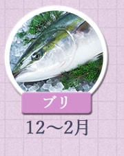 ブリ 12月〜2月
