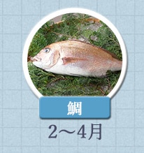 鯛 2月〜4月