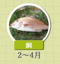 鯛 2月～4月
