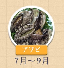 アワビ 7月～9月
