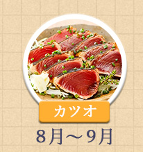 カツオ 8月～9月