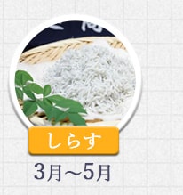 しらす 3月～5月