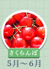 さくらんぼ 5月～6月