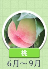 桃 6月～9月