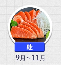 鮭 9月～11月