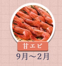 甘エビ 9月〜2月