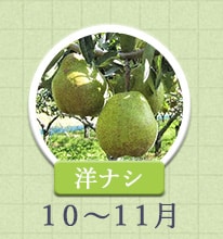 洋ナシ　10月〜11月