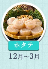 ホタテ 12月～3月