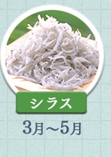 シラス 3月～5月