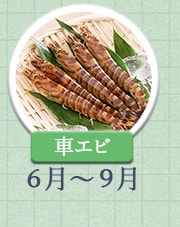 車エビ 6月～9月