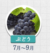 ぶどう 7月～9月