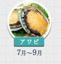 アワビ 7月～9月