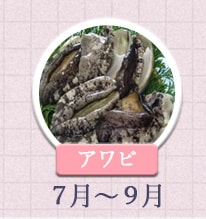 アワビ 7月～9月