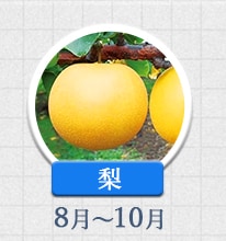 梨 8月～10月