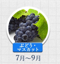 ぶどう 7月～9月