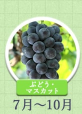 ぶどう・マスカット 7月～10月