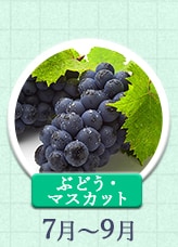 ぶどう・マスカット 7月～9月
