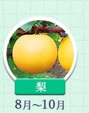 梨 8月～10月