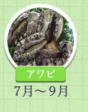 アワビ 7月～9月