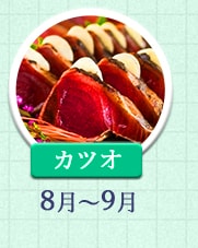 カツオ 8月～9月