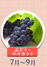 ぶどう・マスカット 7～9月
