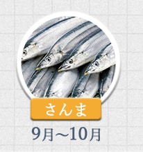 さんま 9月～10月