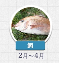 鯛 2月～4月