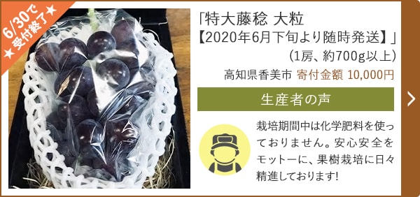 「特大藤稔 大粒【2020年6月下旬より随時発送】」(1房、約700g以上)/高知県香美市 寄付金額 10,000円