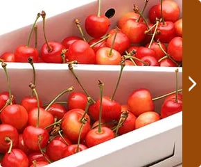「【先行受付】みんなで楽しめるボリューム「佐藤錦」」(M～L 1kg)