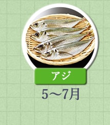 アジ 5月～7月
