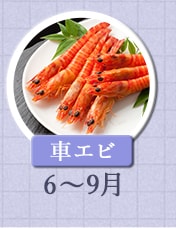 車エビ 6月～9月