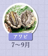 アワビ　7月～9月