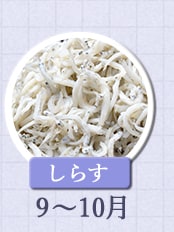 しらす　9月～10月