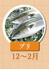 １２～２月が旬！《ブリ》