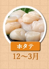 １２～３月が旬！《ホタテ