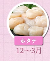 １２～３月が旬！《ホタテ》