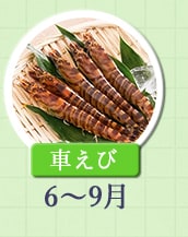 ６～９月が旬！《車えび》