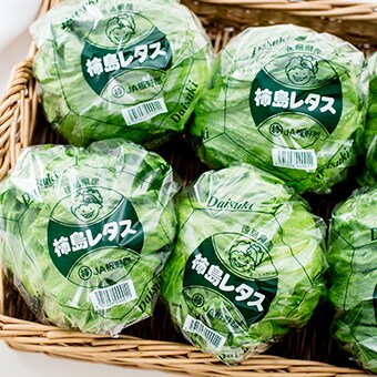 柿島レタス
