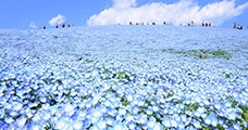 茨城県ひたちなか市