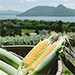 北海道洞爺湖町