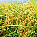 阿賀野市（新潟県）のふるさと納税のお礼品