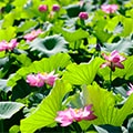 愛西市（愛知県）のふるさと納税のお礼品