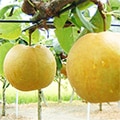 藍住町（徳島県）のふるさと納税のお礼品