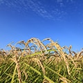 中央市（山梨県）のふるさと納税のお礼品