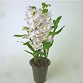 東海市（愛知県）のふるさと納税のお礼品