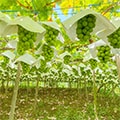 笛吹市（山梨県）のふるさと納税のお礼品